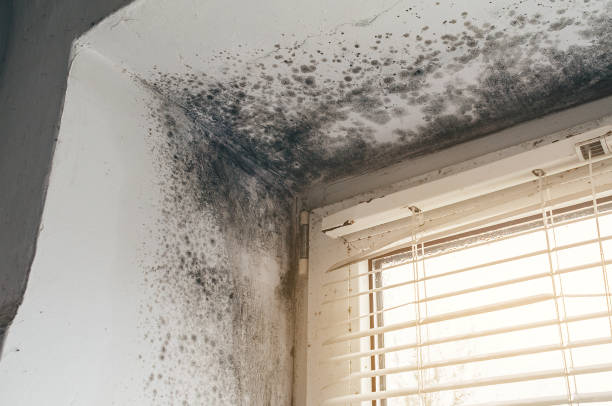 Affordable Attic Mold Removal solutions in Renovo, PA